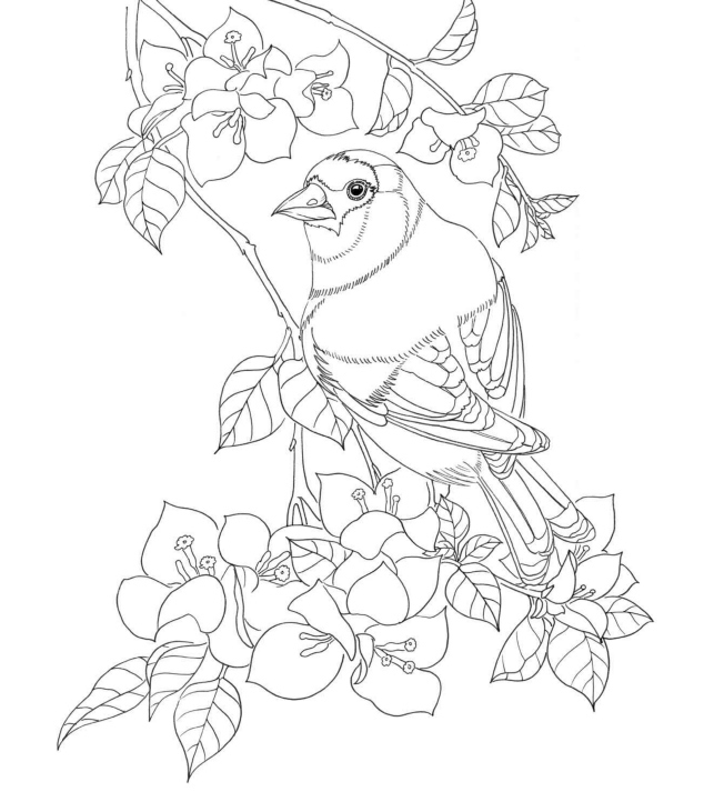 黑白花鸟线描100例第六篇