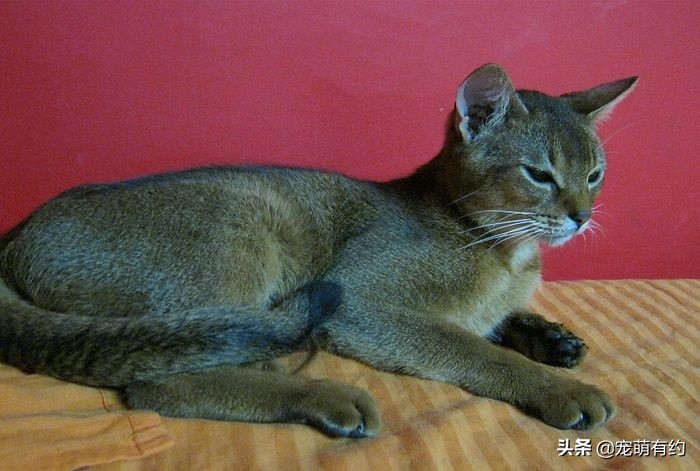 全世界公认的猫中帝王——阿比西尼亚猫，你喜欢吗？
