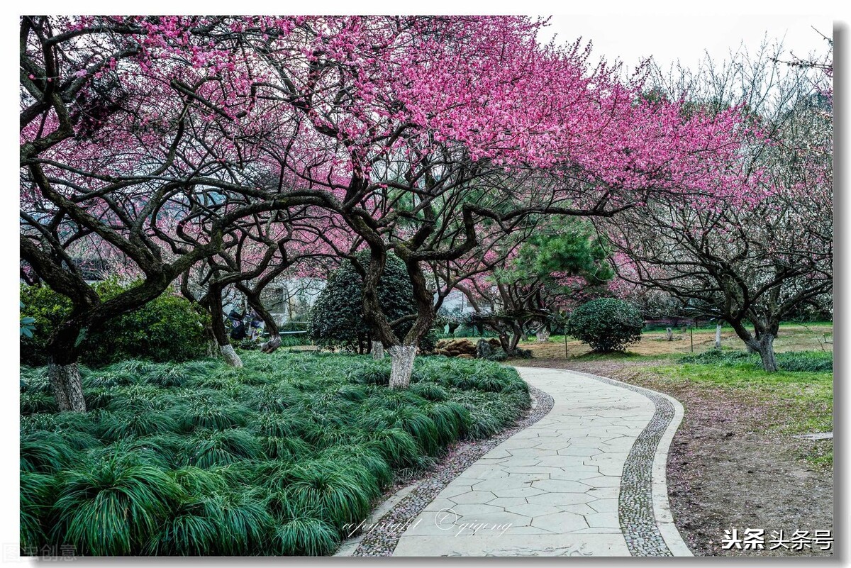 杨花榆荚无才思：韩愈七绝《晚春》有讽刺之意么？