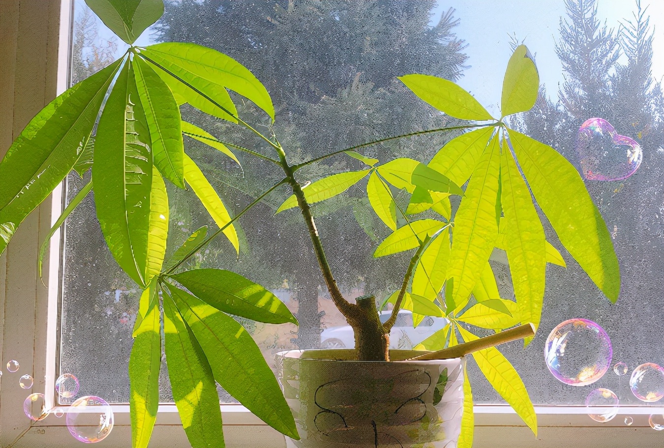 卧室放什么植物最旺财（卧室放4种植物旺财又健康）