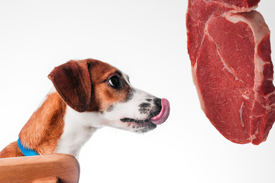 狗能吃牛肉吗(狗狗可以吃的4种肉好吃又营养)
