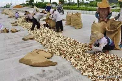 全国最贵的陈皮有多贵?50克一万元