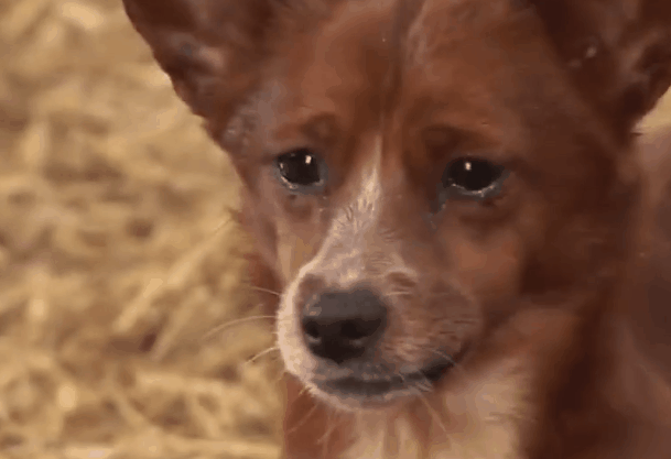 609_417gif 动态图 动图