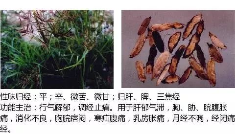 300个中草药图谱（附主治功效），知道一半就太牛了（上）