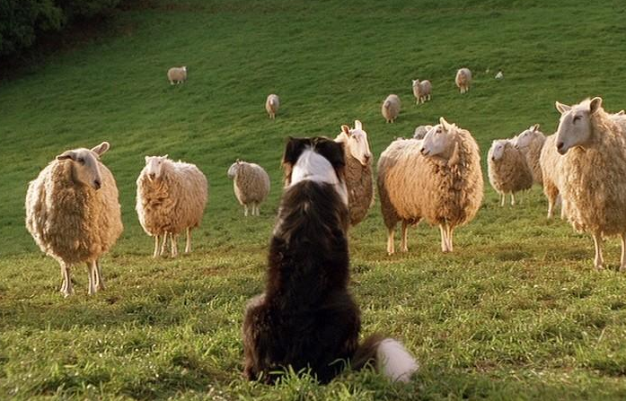 牧羊犬训练教程分享,掌握训练技巧让它胜任放牧工作 