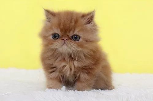 十大名猫闪亮登场，看看你最喜欢哪种