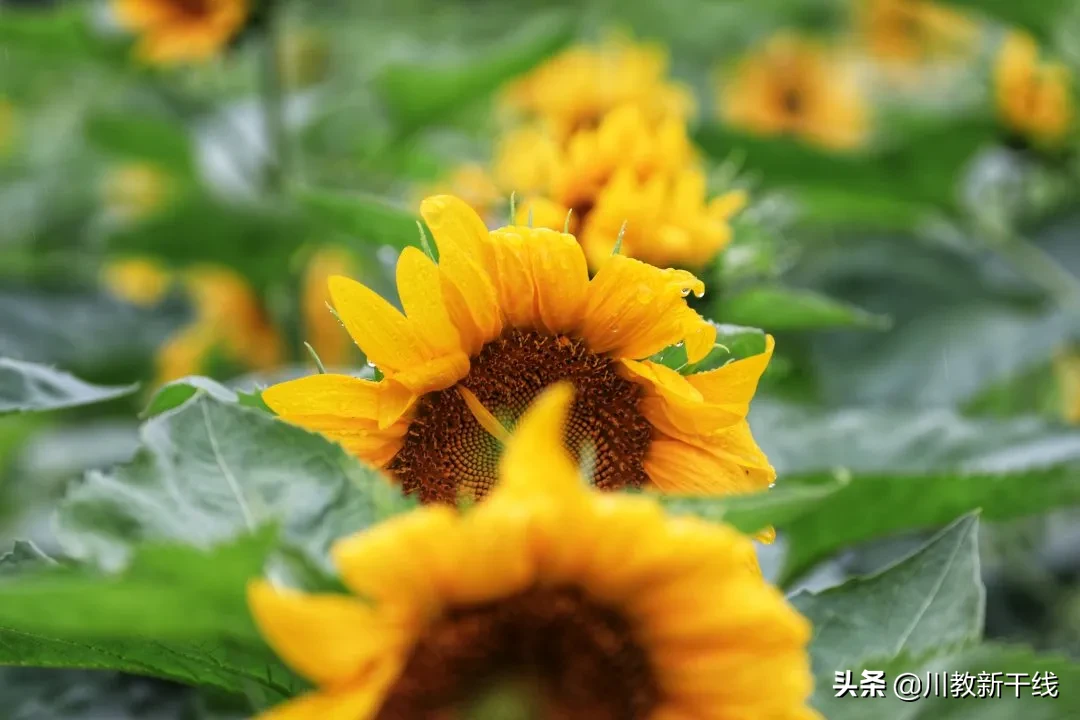 邓忠君：扎根四川大学锦城学院学生农场的“现代农夫”