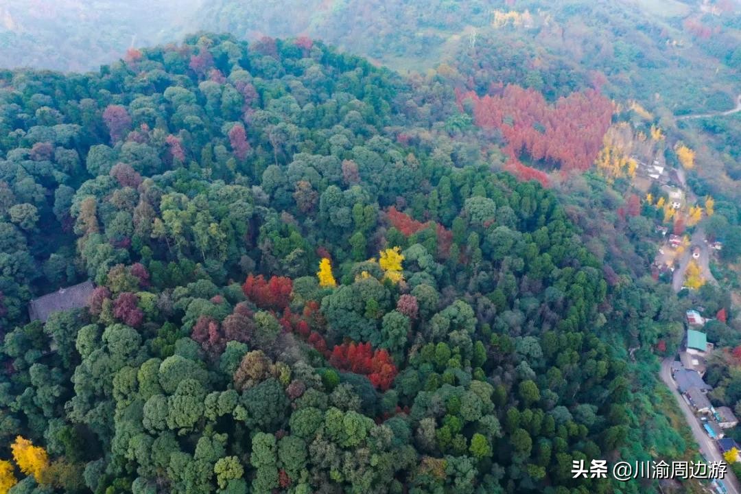 成都周边最后一波彩林，自驾最快1.5小时可到达，适合自驾1日游