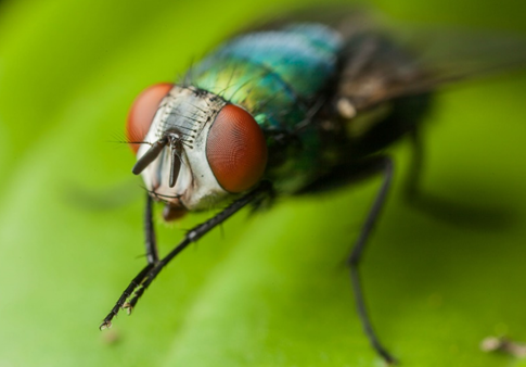苍蝇为什么喜欢搓手?