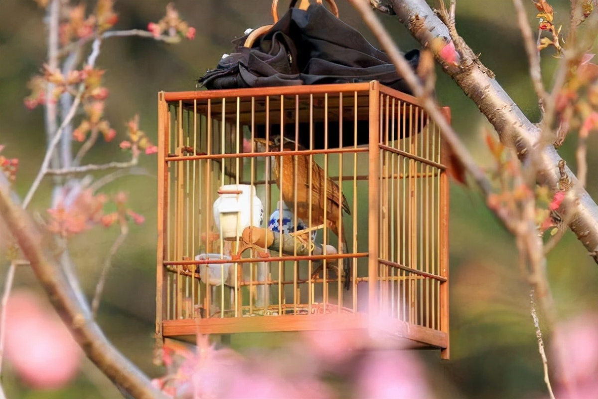 养画眉鸟三闭三开养法,为啥画眉鸟越养越怕人?