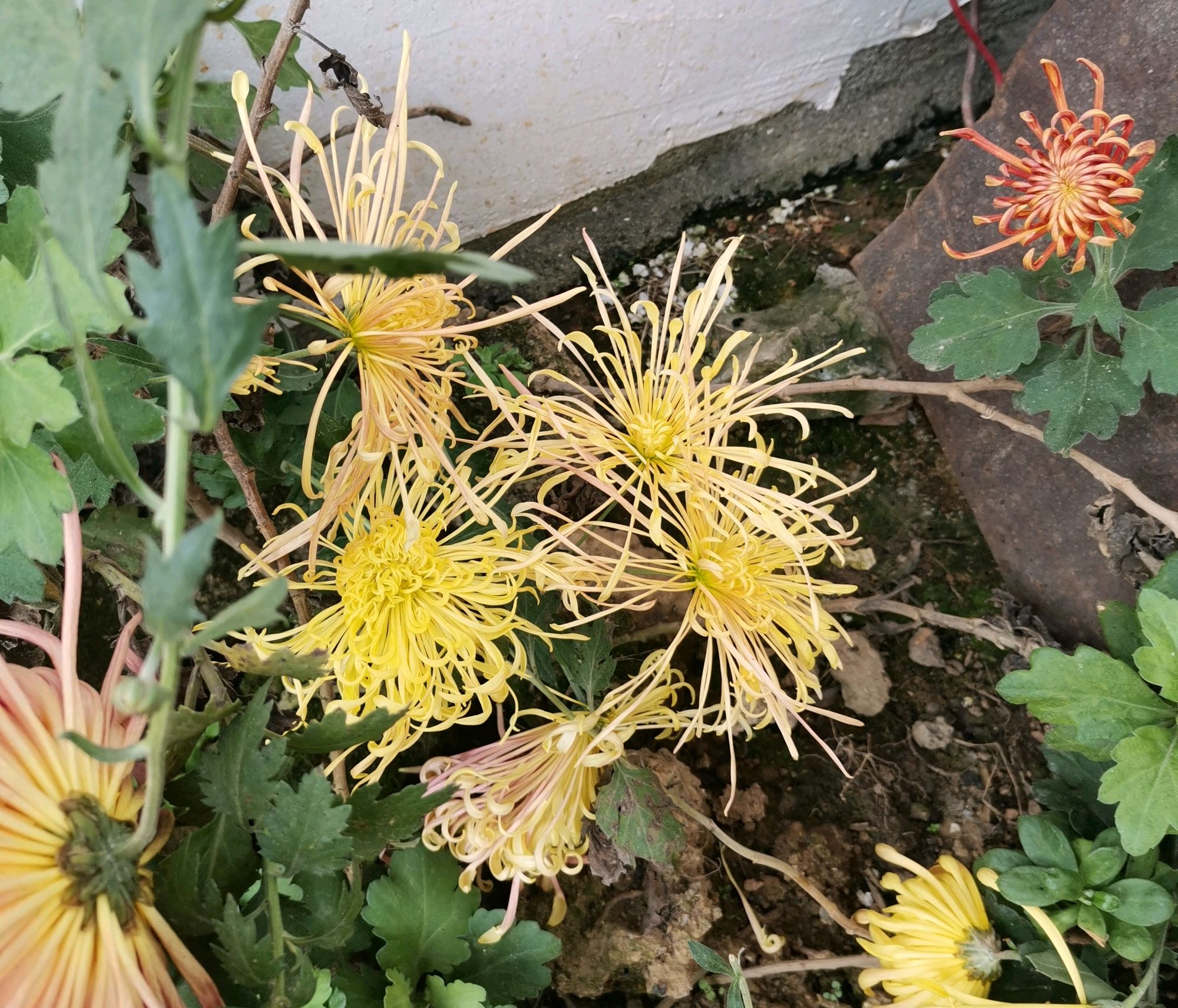 第一次養菊花盆栽,怎麼養好菊花的冠幅,讓菊花多開幾朵花