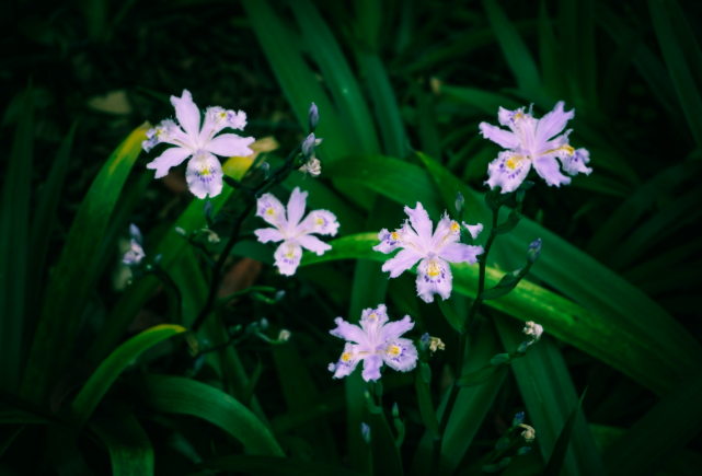 在重庆大学，有你向往的生活！