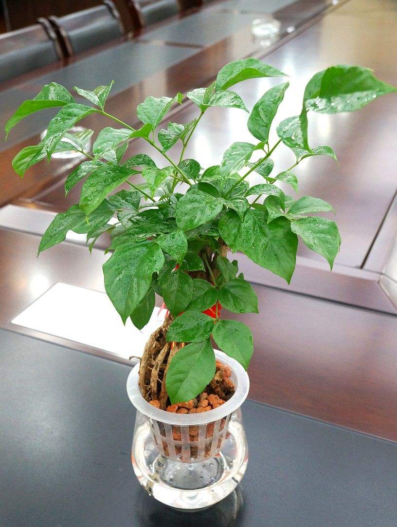 幸福树新芽萌发时,做好这三件事,新叶翠绿油亮!