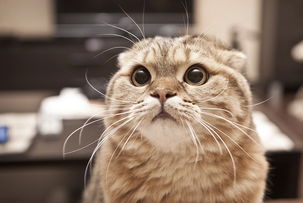 猫咪哭泣是受了委屈？别逗了！猫主需警惕导致猫咪流泪的真实原因