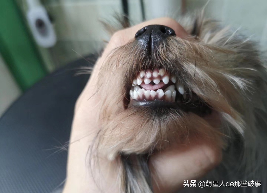 惊奇！这个狗狗竟然长了两排牙！铲屎官却表示很担心！
