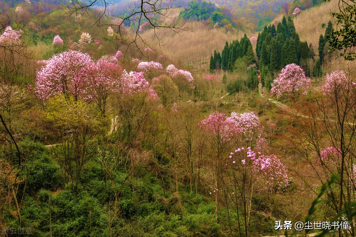 王维后期的诗意境唯美，不仅写出了新意，同时还美得犹如一幅画