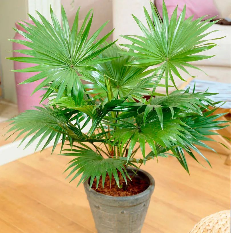棕树图片大全（五种极具热带风格的植物盘点）