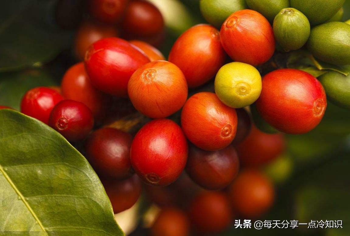 4个咖啡冷知识，拿铁不是咖啡