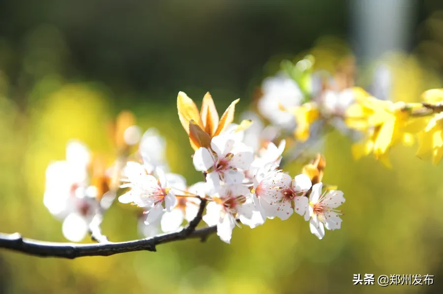 绿博园、园博园、方特、古柏渡，郑州这46家景区有序恢复开放