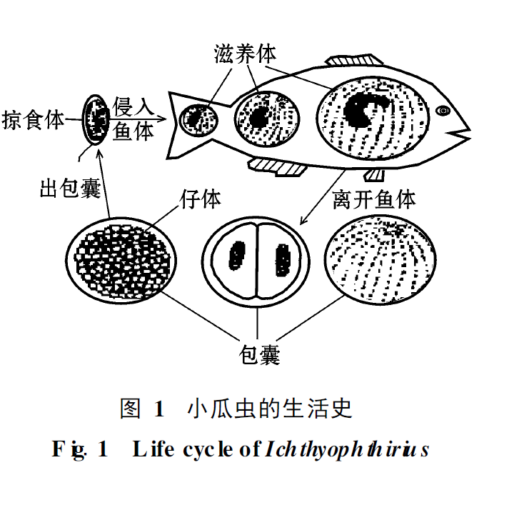 说一说冬春低温时节的小瓜虫病害