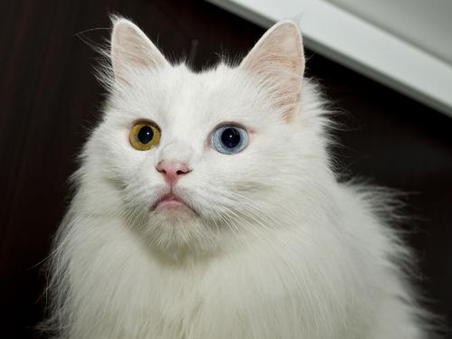 蓝眼白猫图片清新图片