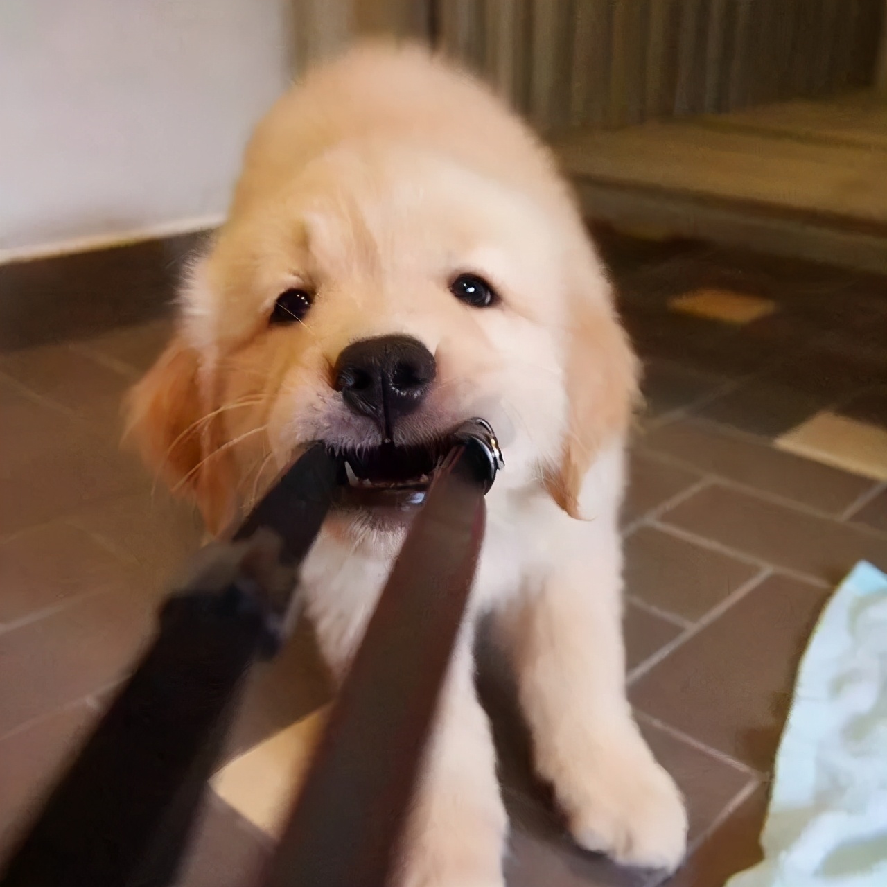 汪爸汪妈上岗培训课——教你如何正确饲养狗狗