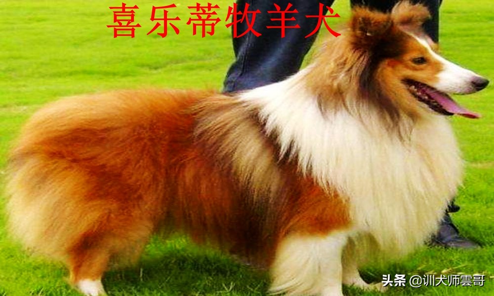 牧羊犬种类  世界十大牧羊犬排名