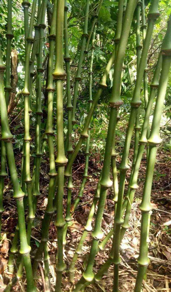 世界上的竹子有一千多种,按照观赏性分有罗汉竹琴丝竹凤尾竹方竹棕竹
