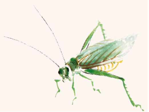 国画草虫技法青白纺织娘的画法