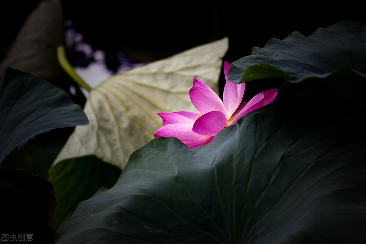 写作素材：描写花草的精彩段落，孩子写物描景作文不用愁啦