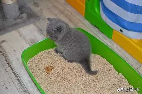 尿闭、尿血...猫咪泌尿问题反反复复，可能是弄混了这3种病