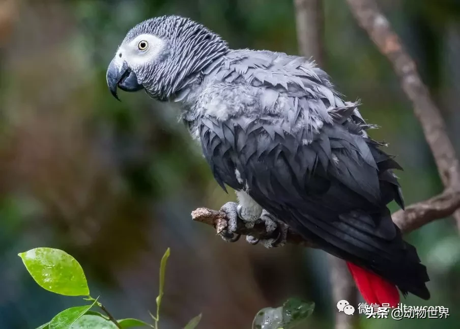 非洲灰鹦鹉图片（最聪明的鸟类之非洲灰鹦鹉介绍）