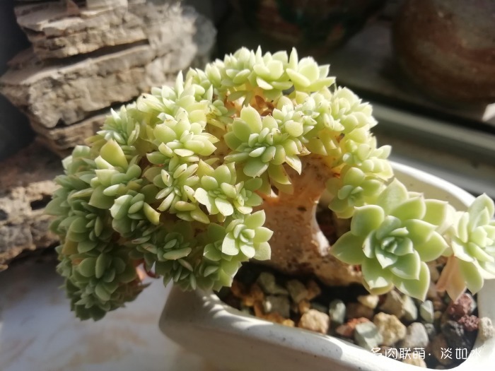 不离不弃的黑王子,和其它多肉