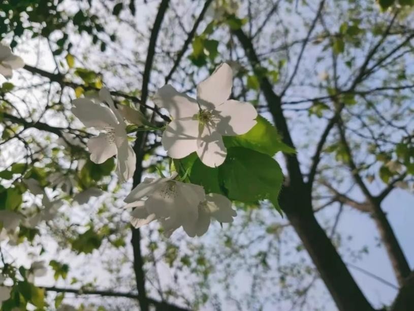 吉林化工学院校花（神仙颜值）