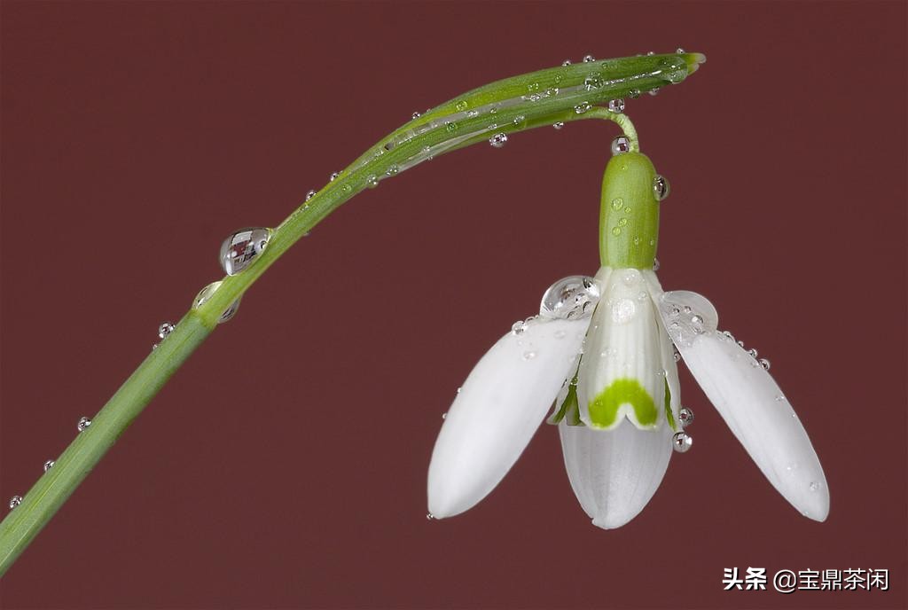 雪滴花的花语（揭秘雪滴花你不知道的那些小知识）