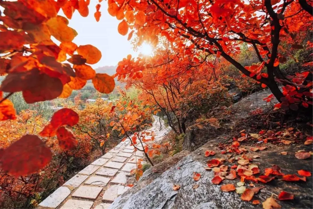 秋日渐红，一眼就爱上的国内四大赏枫胜地