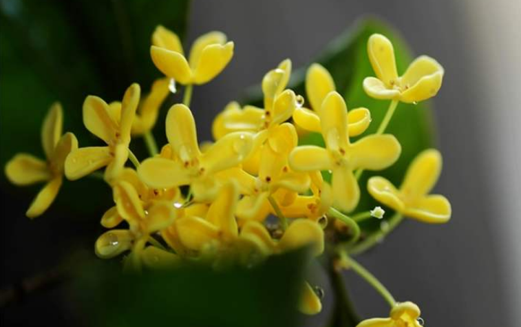 红楼无处不飞花，以花入馔，这是独属于红楼梦的浪漫