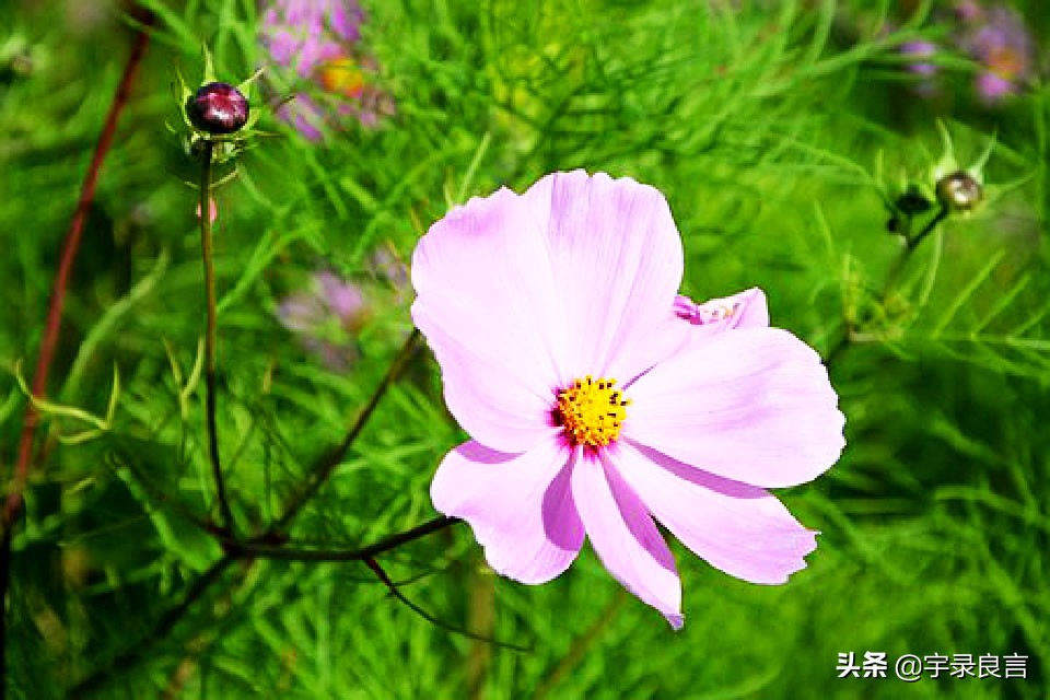 感叹滚滚红尘的句子，感悟人生蕴含哲理，句句说到心坎里