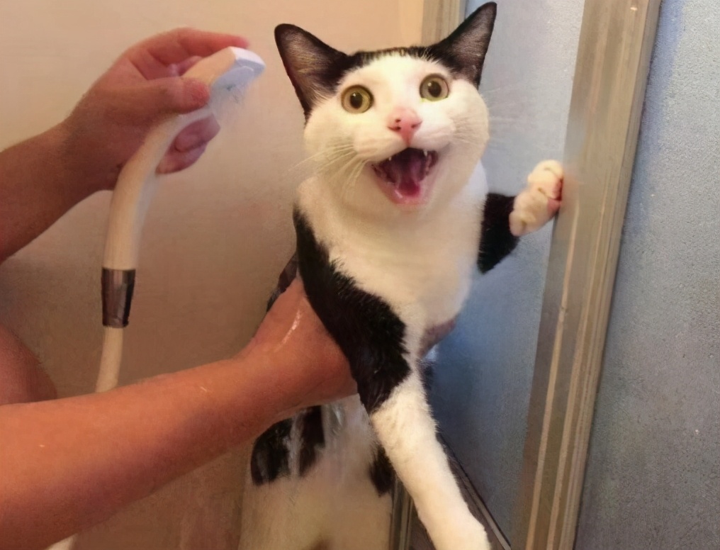 猫咪“发抖”可不是怕冷，可能是在向你求救