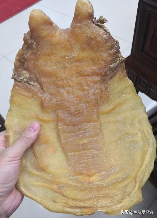排名第二！房胶竟然比金钱鳘还稀有，原来房胶还有这些独特之处
