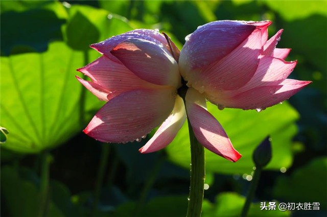 欧阳修并蒂莲花：双苞双蕊双红影，因花又染相思病