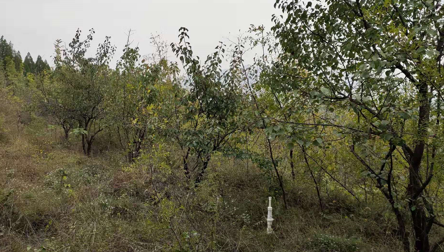 河北石家庄北部山区300亩农庄对外低价流转，水库旁有房子果园