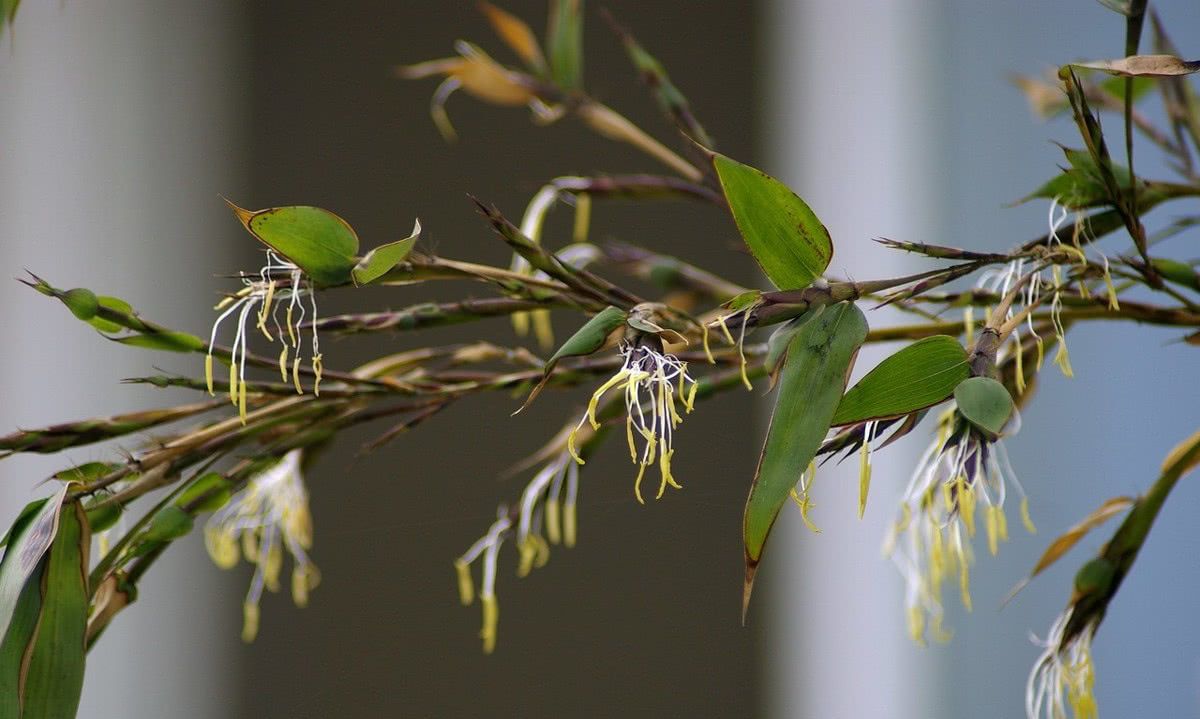 为何竹子开花,会被视为不详的征兆?