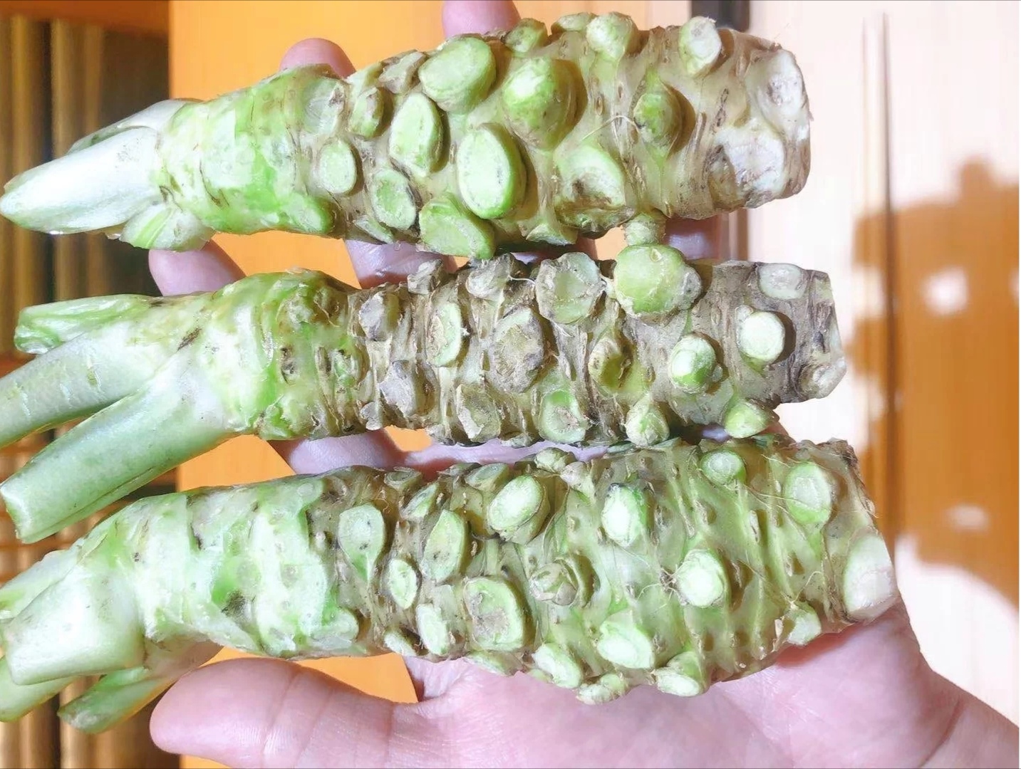 新鲜山葵接近200元一斤,青芥酱才6元一管,是怎么做到的?