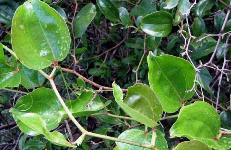金刚藤见过吗?野外现在爬满山,能当美食还能入药