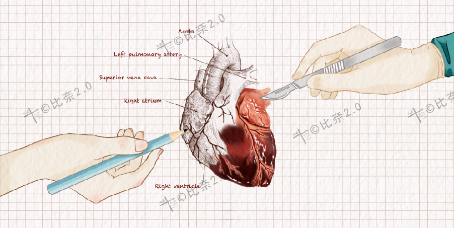 协和医学生手绘人体解剖图,堪比"艺术品",颇具美感!
