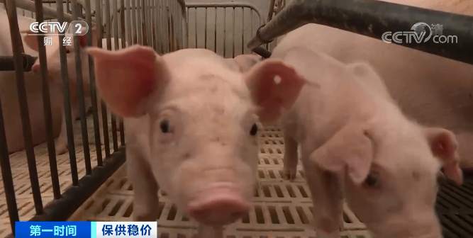 农业农村部：“多买猪肉，多吃猪肉”