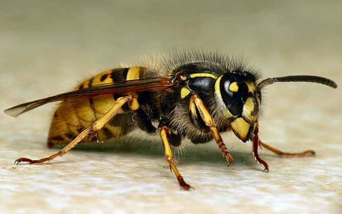 罕见！四川一男子收获2.4米196斤红娘大黑蜂蜂窝，它究竟有多毒？