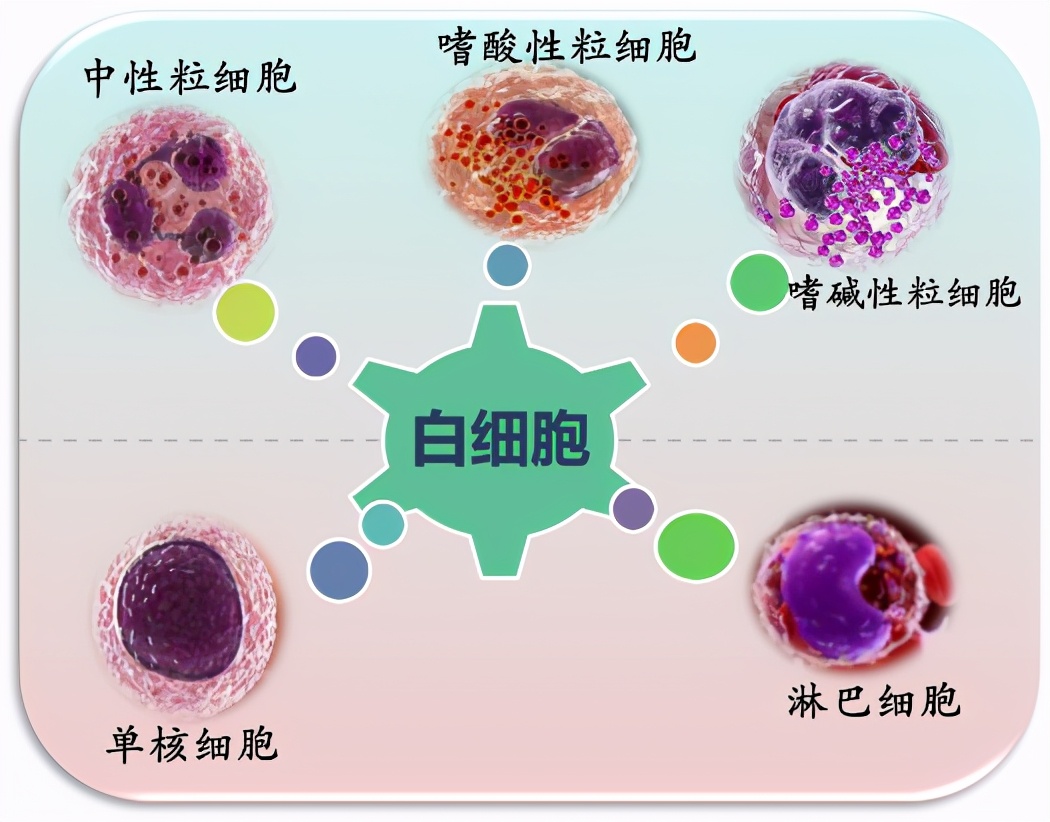 为什么化疗会导致白细胞下降?