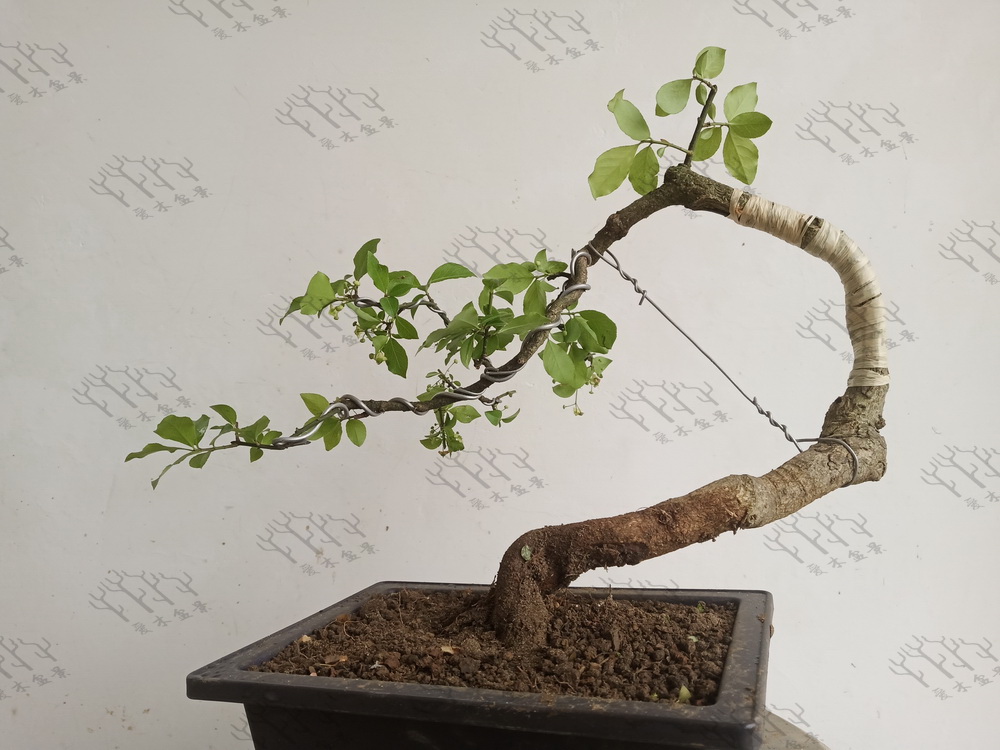 卫矛盆景图片(卫矛桩材改做) - 赤虎壹号